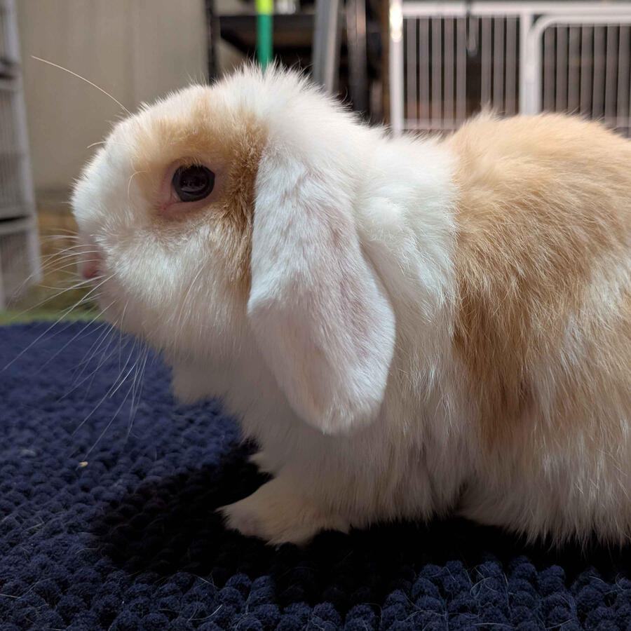 Jiji - #3019\nVienna Chocolate Torted Harlequin\nMiniature Lop