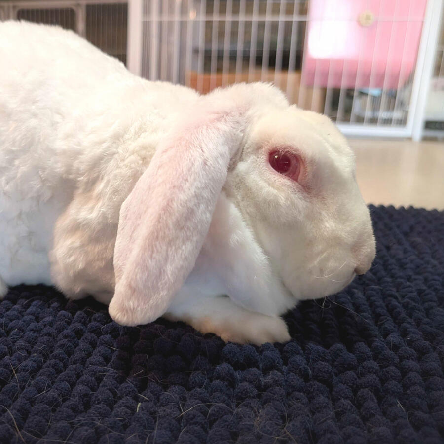 Ewe - #7006\nRew-Eyed White\nVelveteen Lop