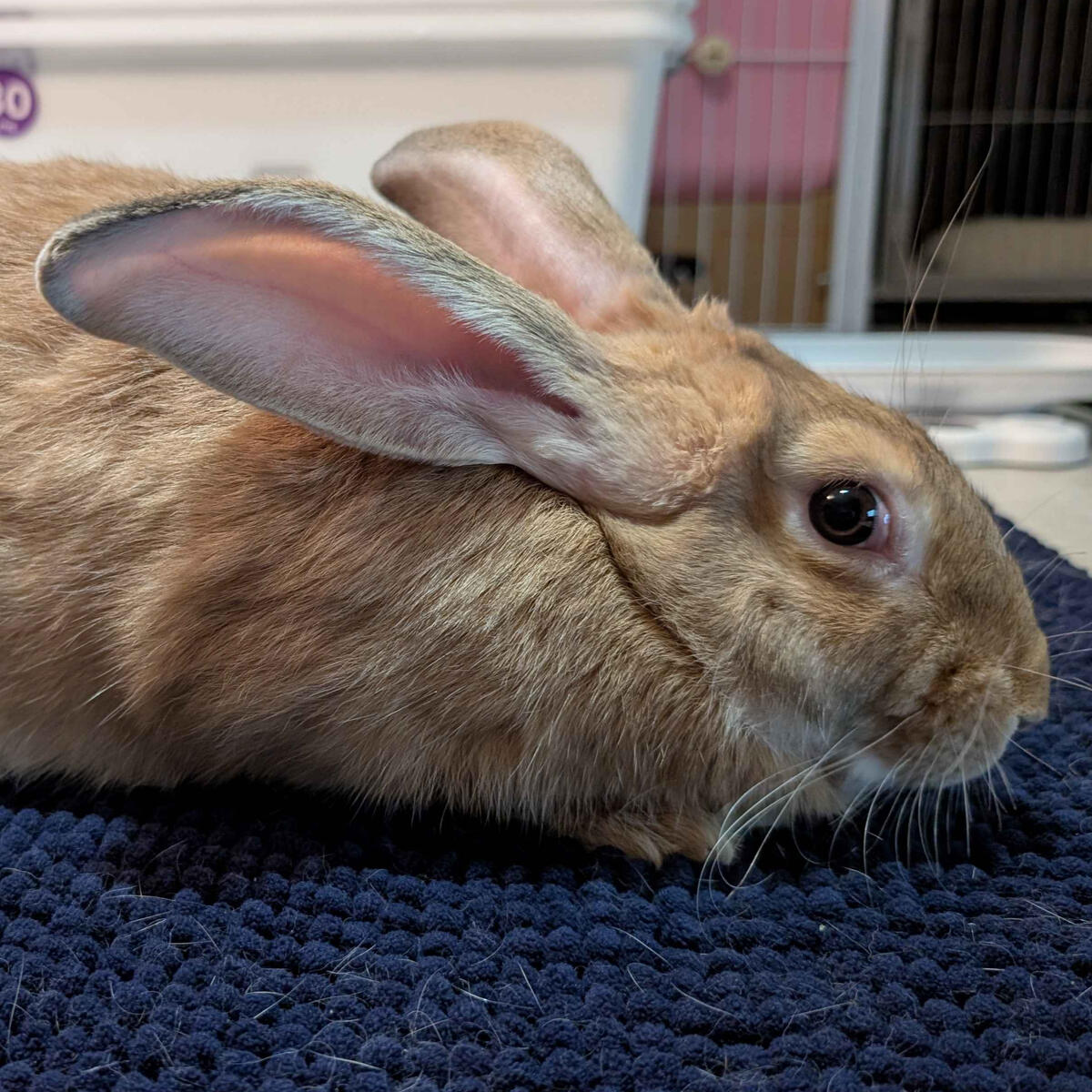 Khonsu - #7004\nOrange\nBritish Giant