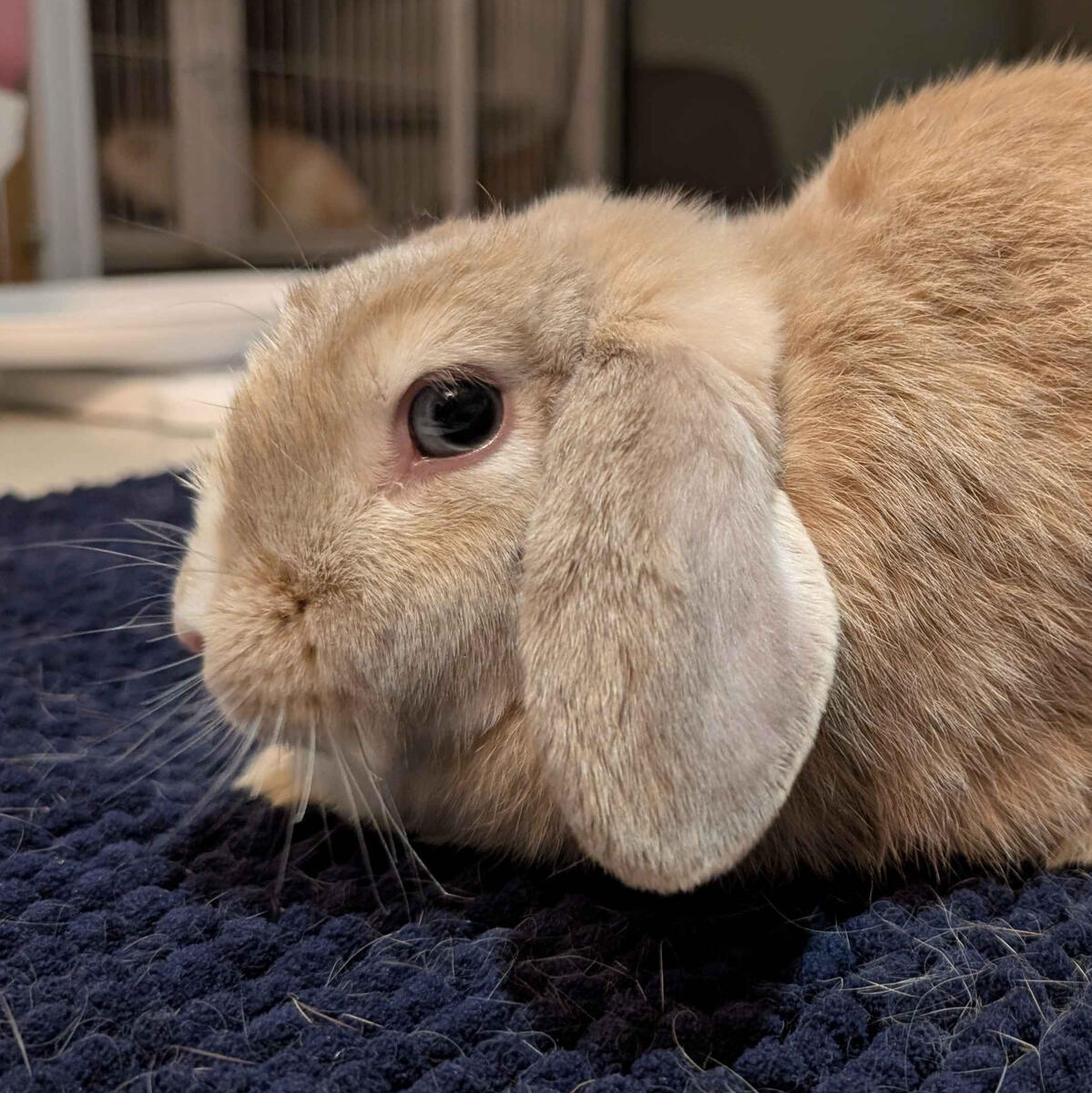 Power - #3002\nVienna-Marked Fawn\nMiniature Lop