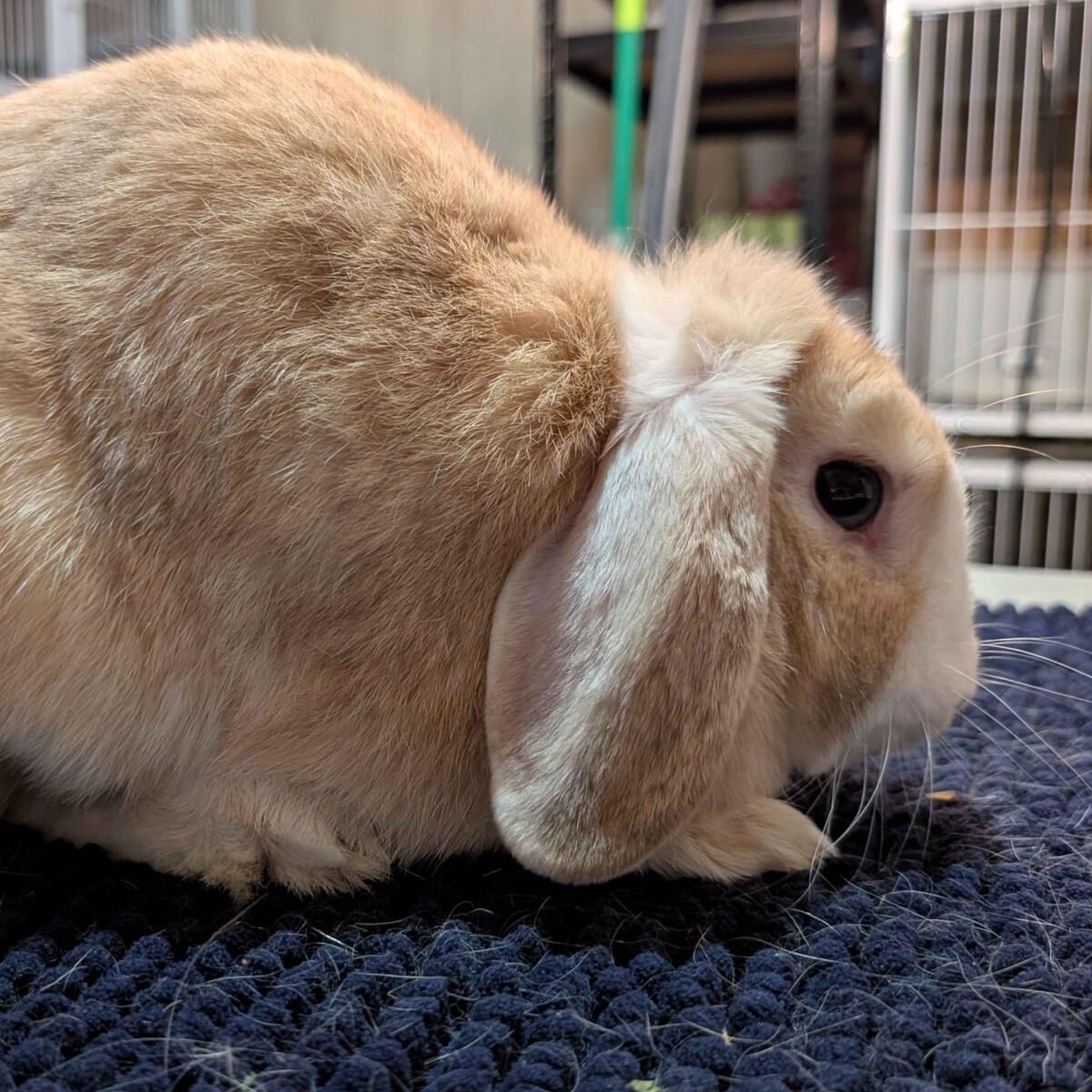 Claudia - #3001\nVienna Orange\nMiniature Lop