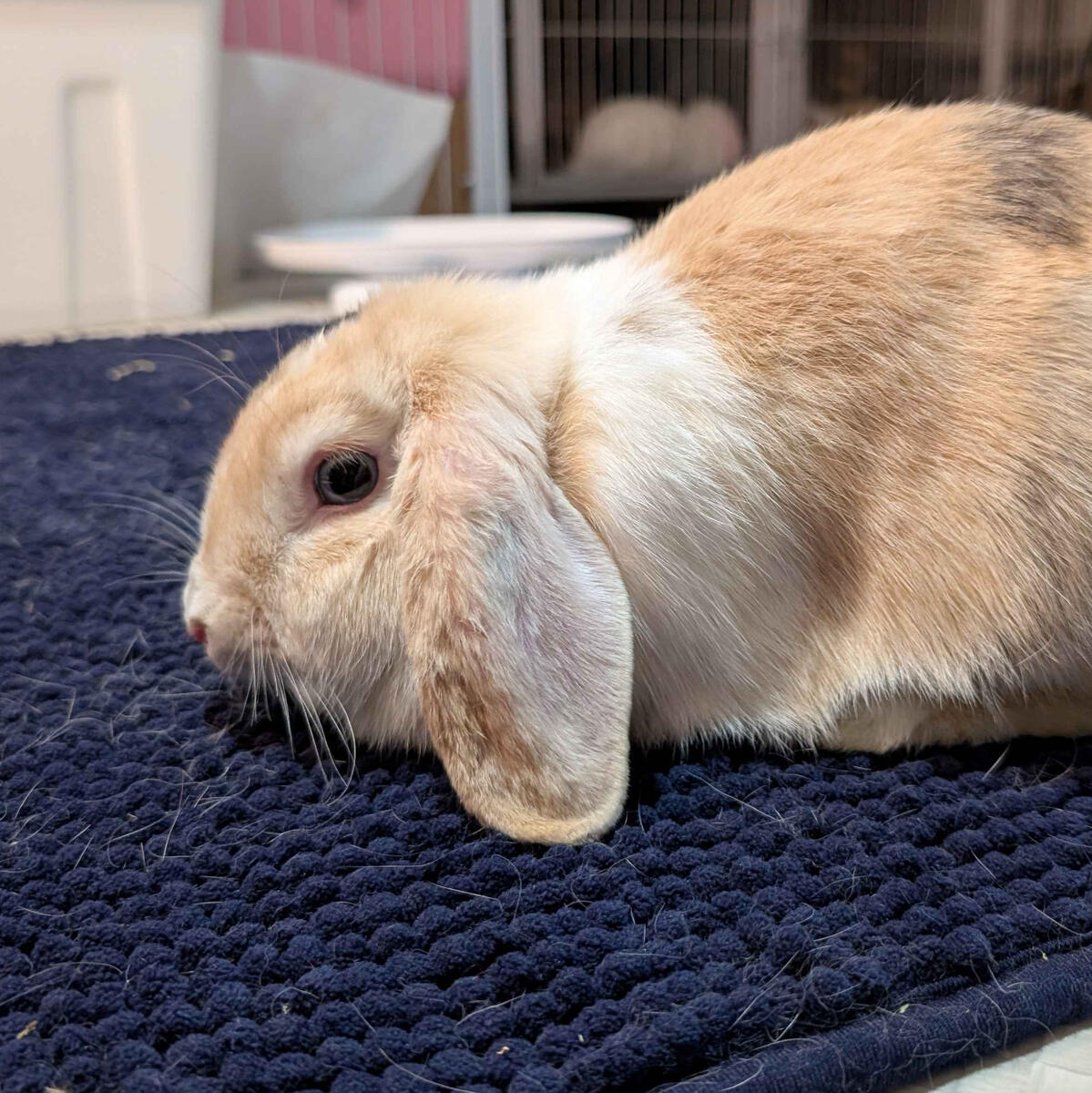 Lori - #3016\nVienna Black Harlequin\nMiniature Lop