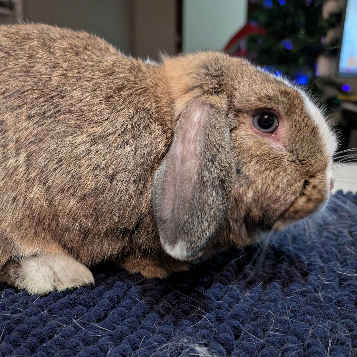 El - #3014\nVienna Chestnut\nMiniature Lop