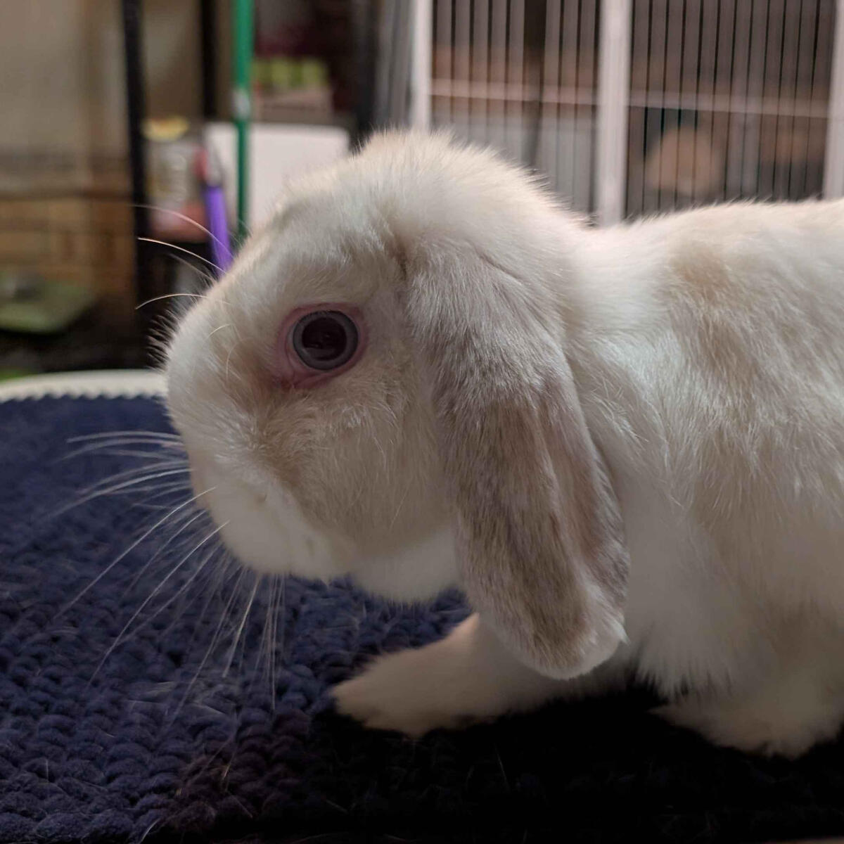 Xiao - #3010\nVienna Frost Point\nMiniature Lop