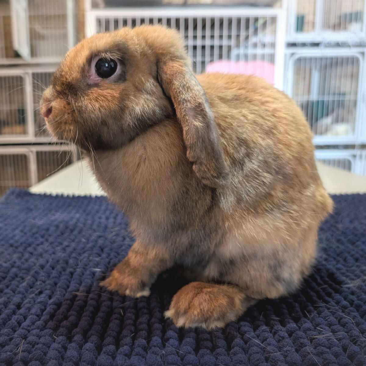 Sasha - #2020\nSooty Fawn\nMiniature Lop