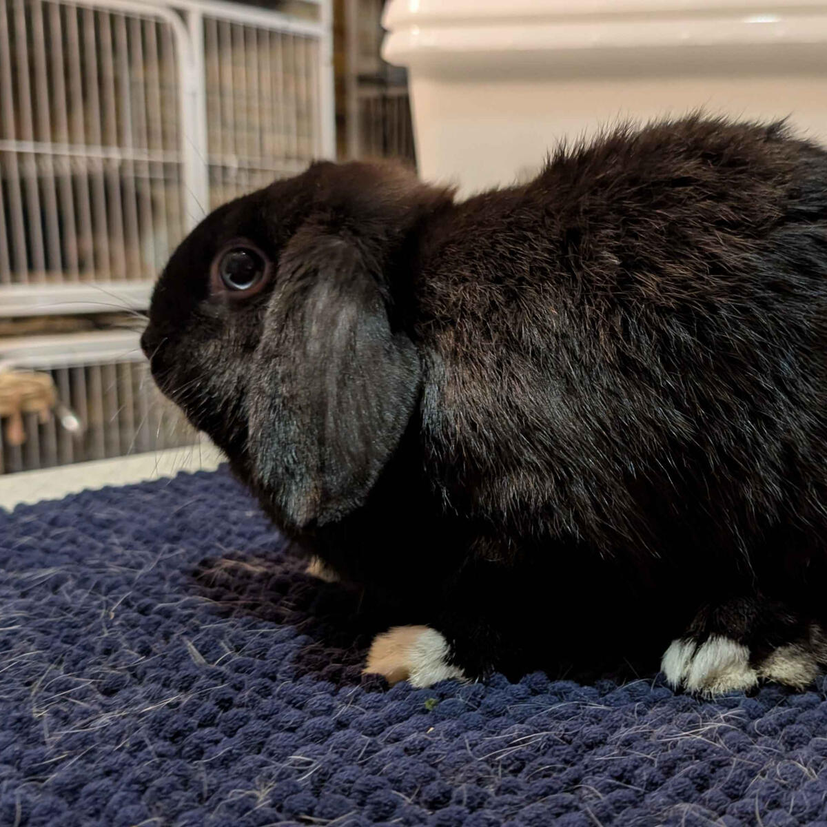 Léa - #3013\nVienna Black Self\nMiniature Lop