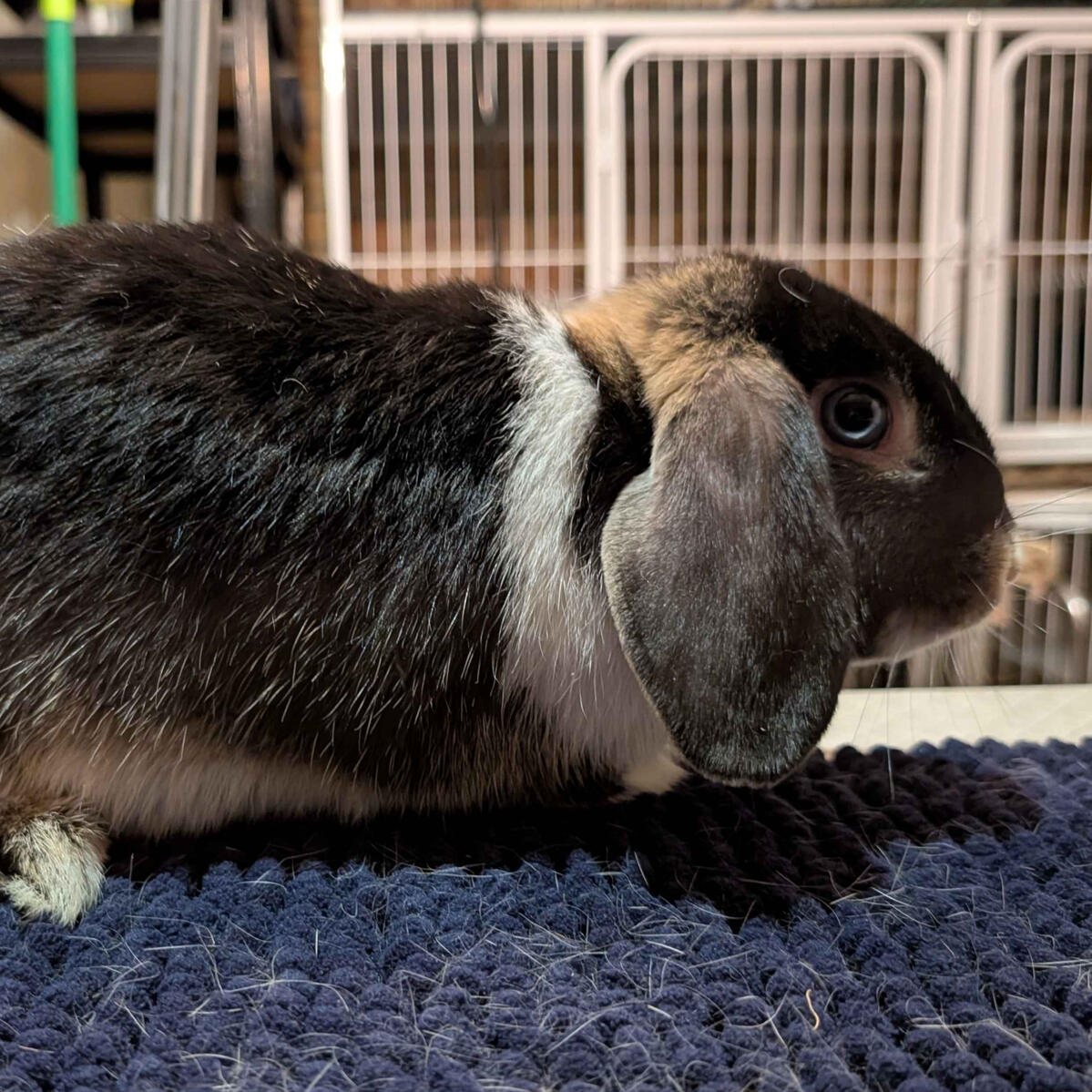 Nico - #3015\nVienna Black Otter\nMiniature Lop