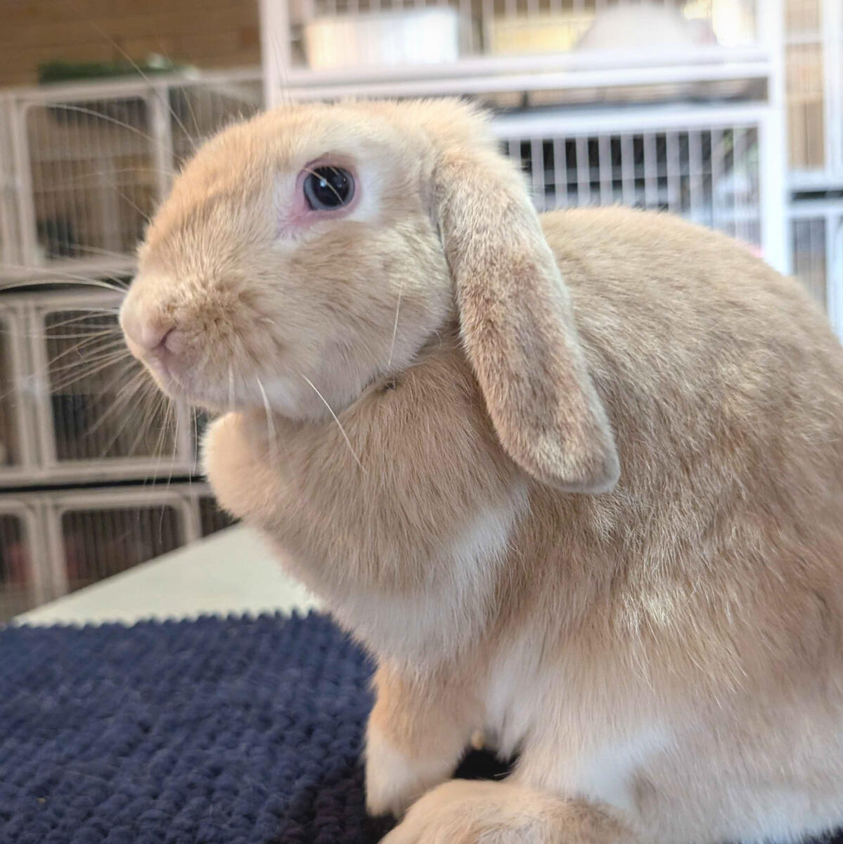 Denji - #3003\nVienna Cream\nMiniature Lop