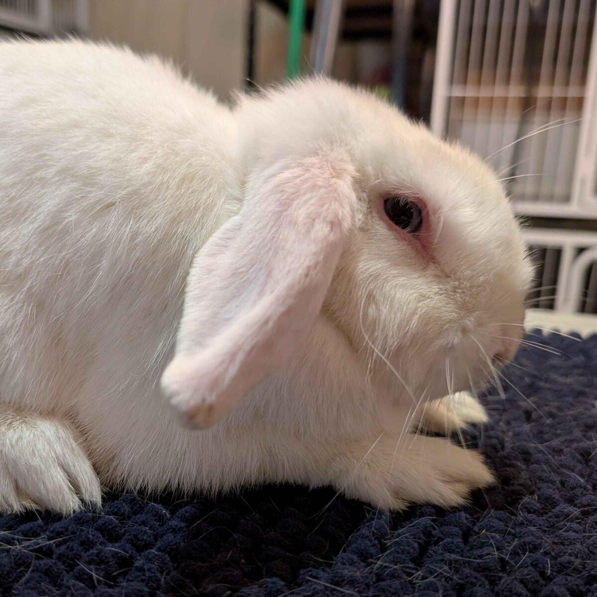 Bunbun - #3011\nBlue-Eyed White\nMiniature Lop