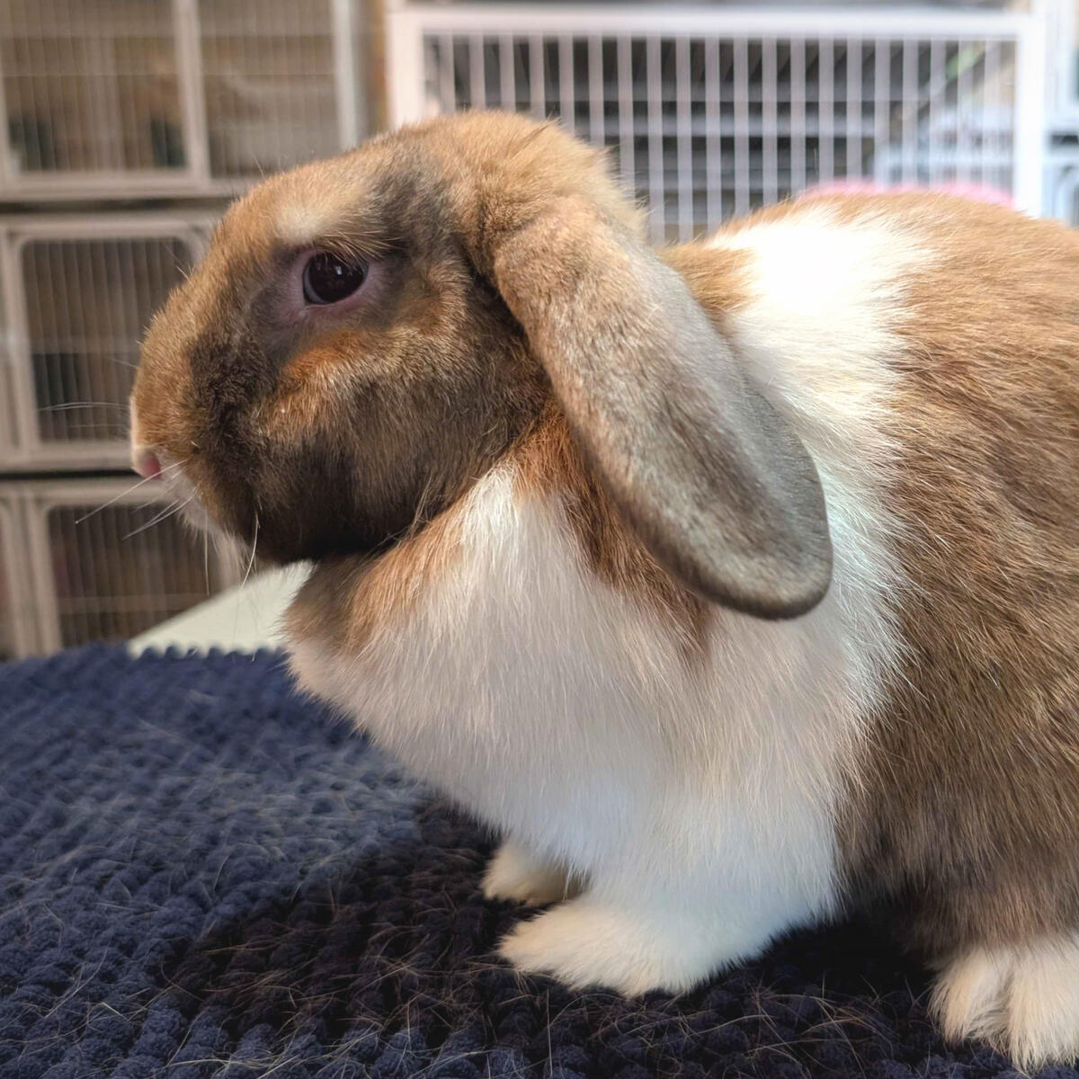 Maomao - #3009\nVienna-Marked Sooty Fawn\nMiniature Lop