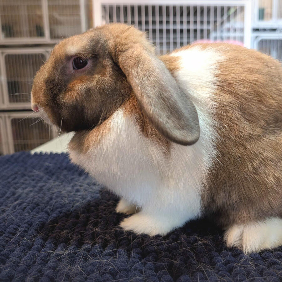 Maomao - #3009\nVienna-Marked Sooty Fawn\nMiniature Lop