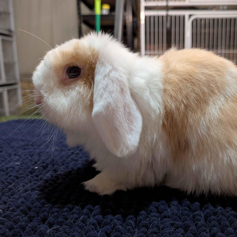 Jiji - #3019\nVienna Chocolate Torted Harlequin\nMiniature Lop