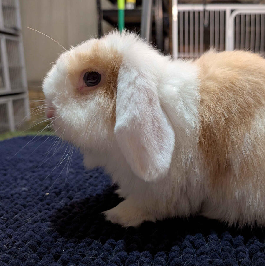 Jiji - #3019\nVienna Chocolate Torted Harlequin\nMiniature Lop