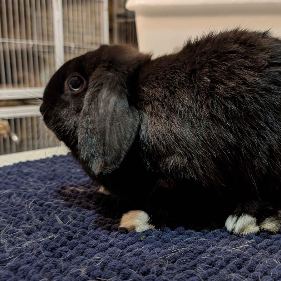 Léa - #3013\nVienna Black Self\nMiniature Lop