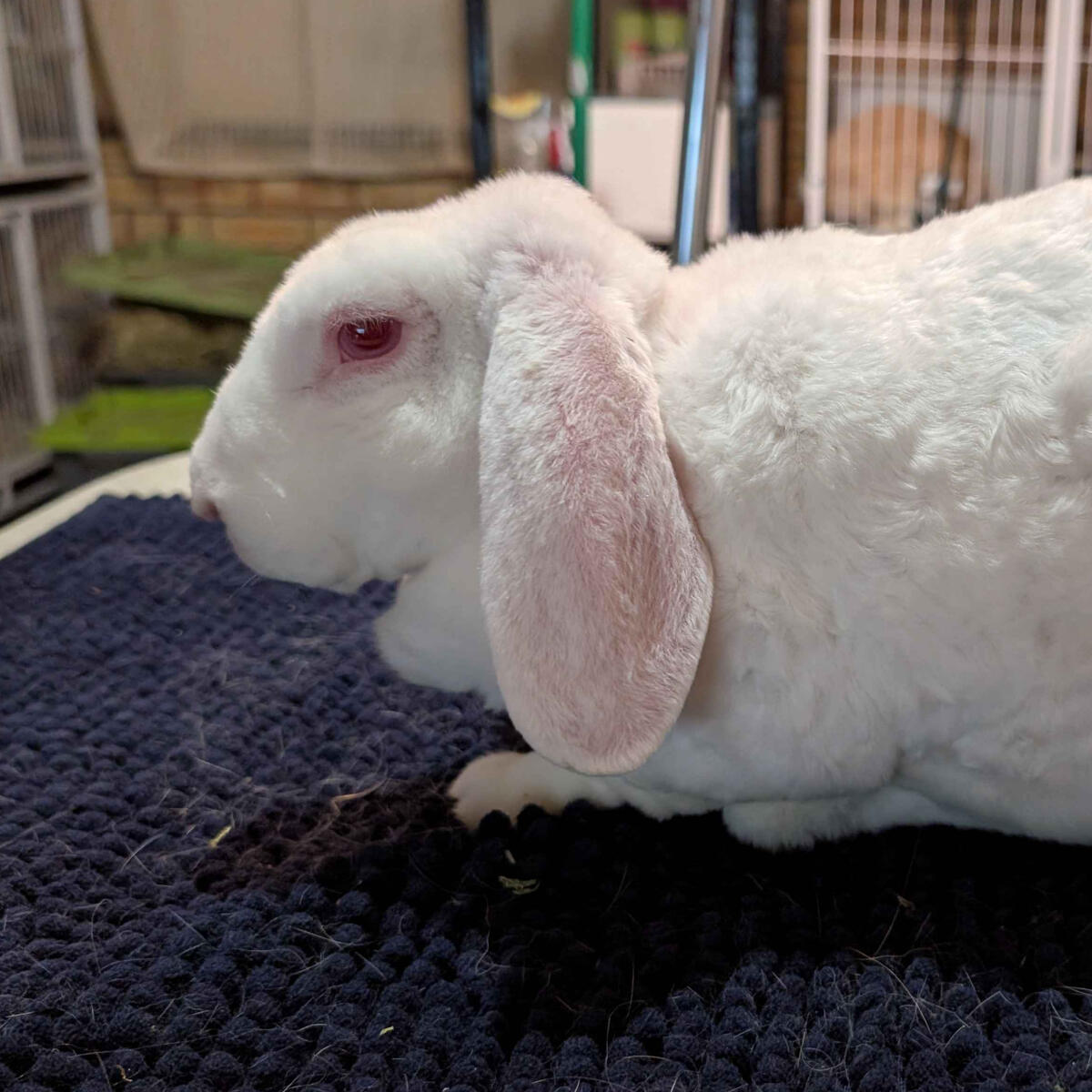 Ewe - #9002\nRew-Eyed White\nVelveteen Lop