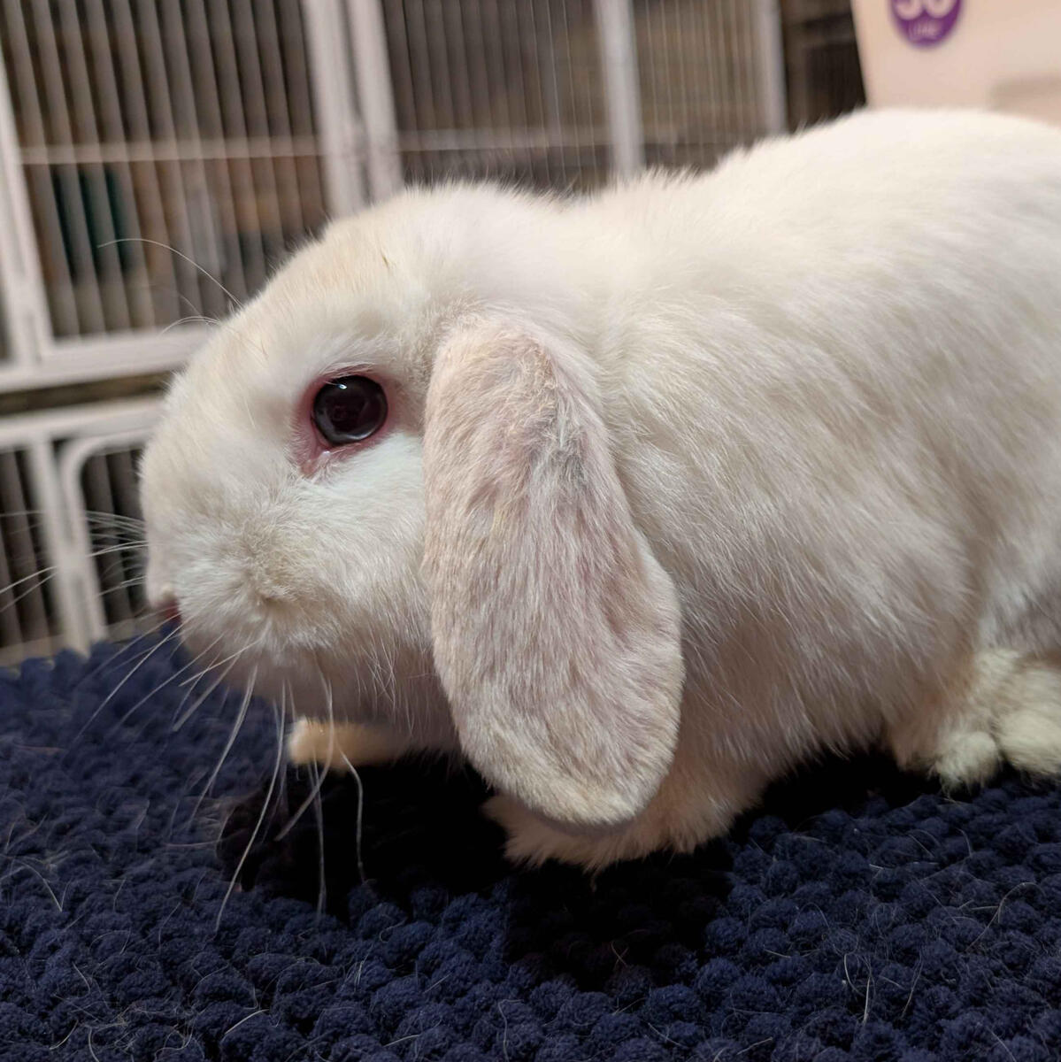 Dinner - #3012\nVienna Black Magpie\nMiniature Lop