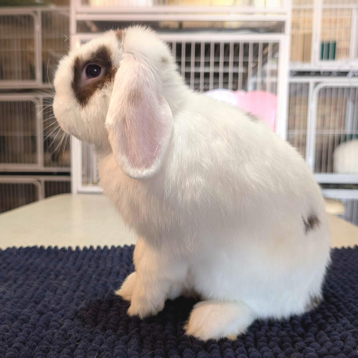 Wudu - #3021\nVienna Broken Choc\nMiniature Lop