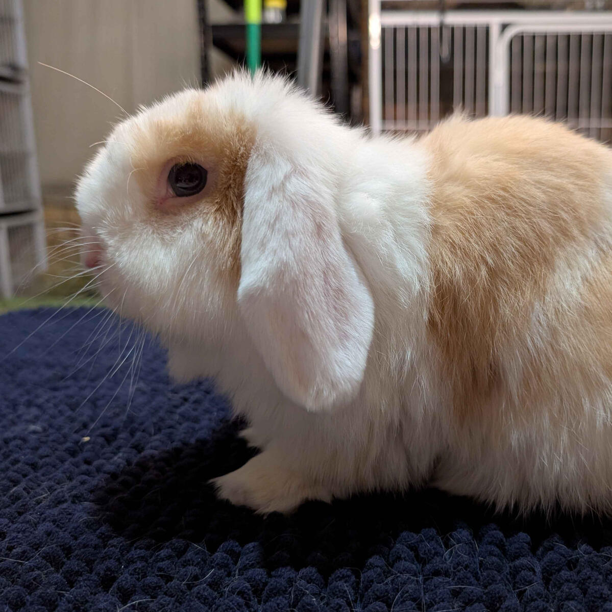 Jiji - #3019\nVienna Chocolate Torted Harlequin\nMiniature Lop