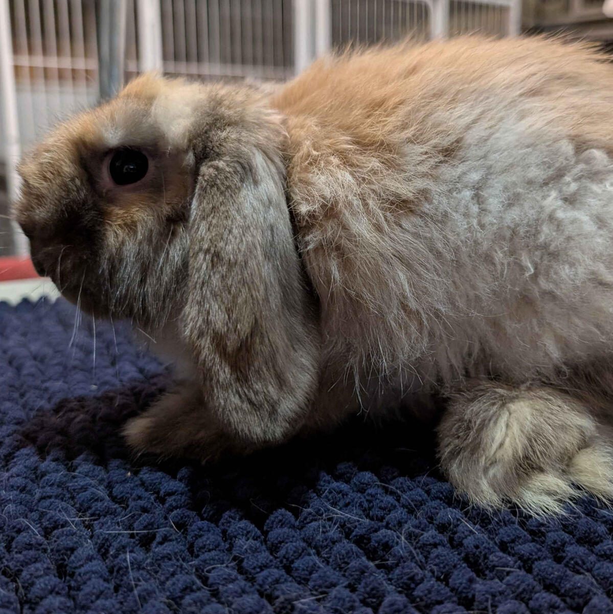 Famine - #5002\nVienna-Marked Sooty Fawn\nCashmere Lop