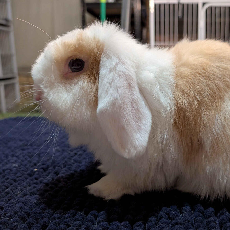 Jiji - #3019\nVienna Chocolate Torted Harlequin\nMiniature Lop