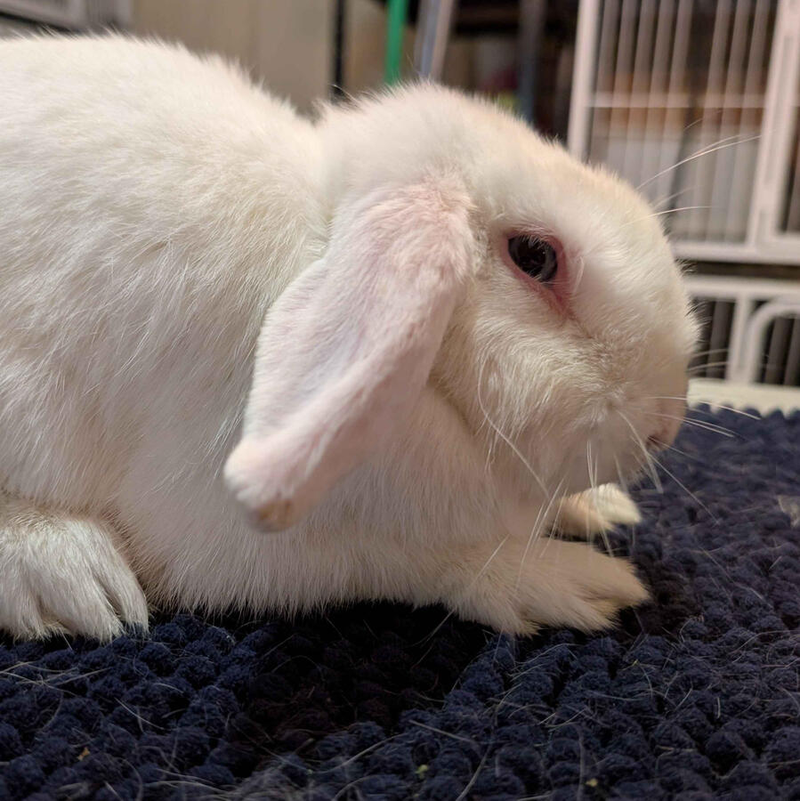 Bunbun - #3011\nBlue-Eyed White\nMiniature Lop