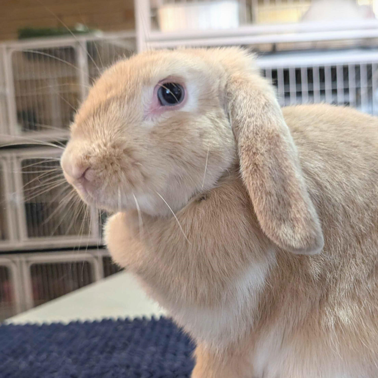 Denji - #3003\nVienna Cream\nMiniature Lop