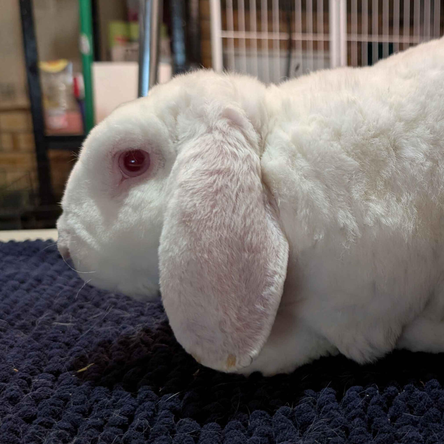 Ram - #7005\nRew-Eyed White\nVelveteen Lop