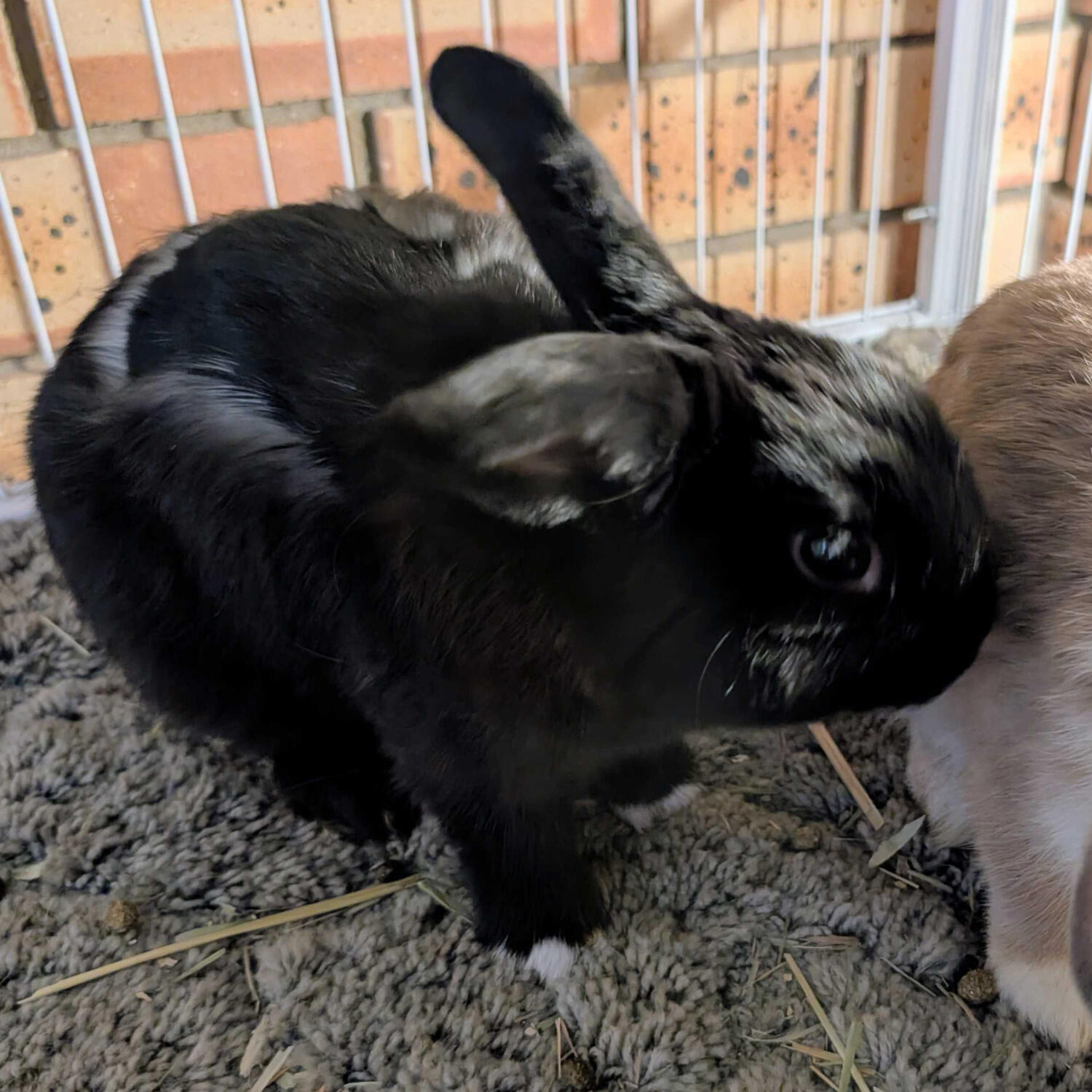 Echo\nVienna-Marked Black\nNetherland