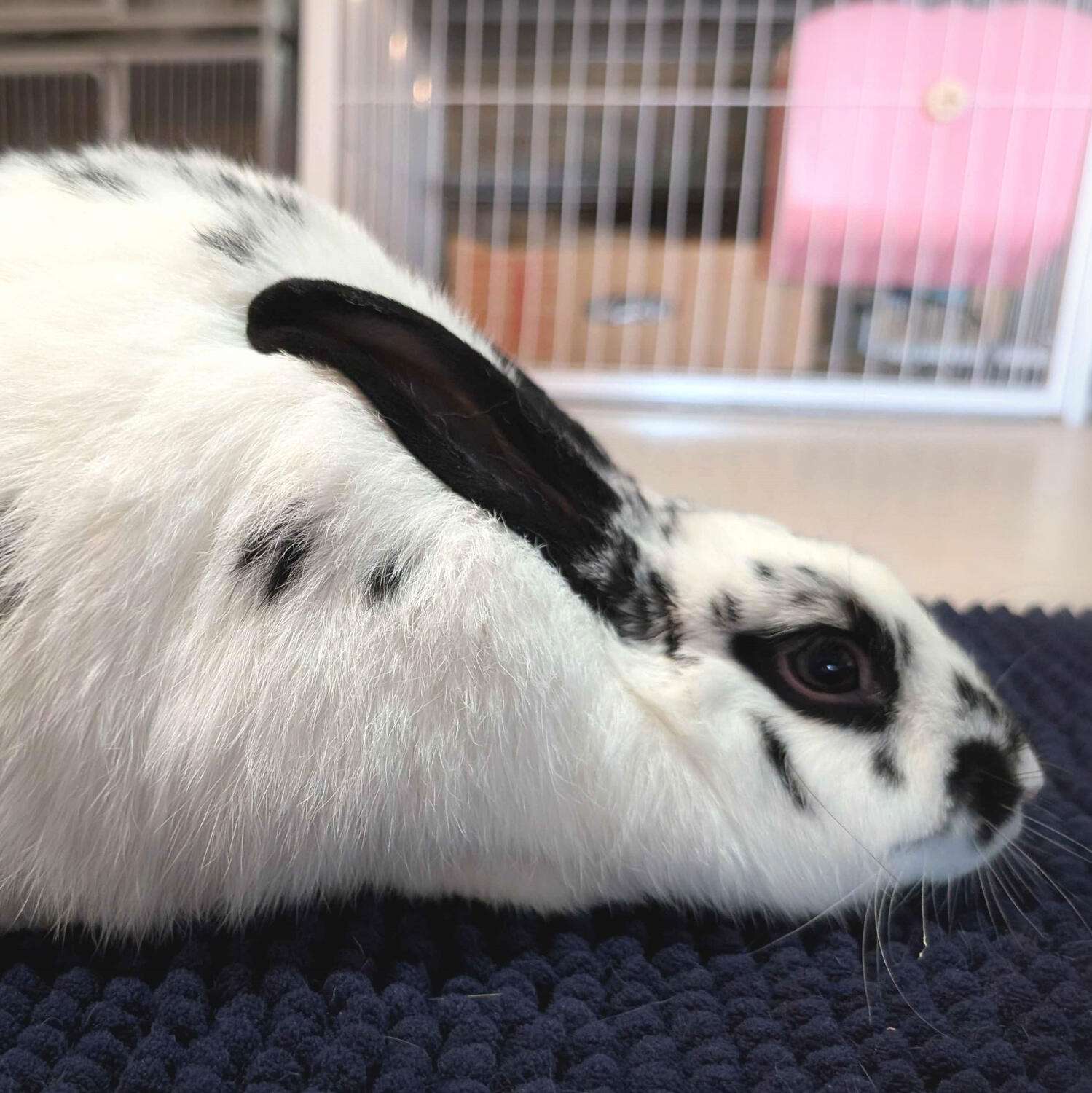 Dotti - #2003\nBroken Black Self\n New Zealand