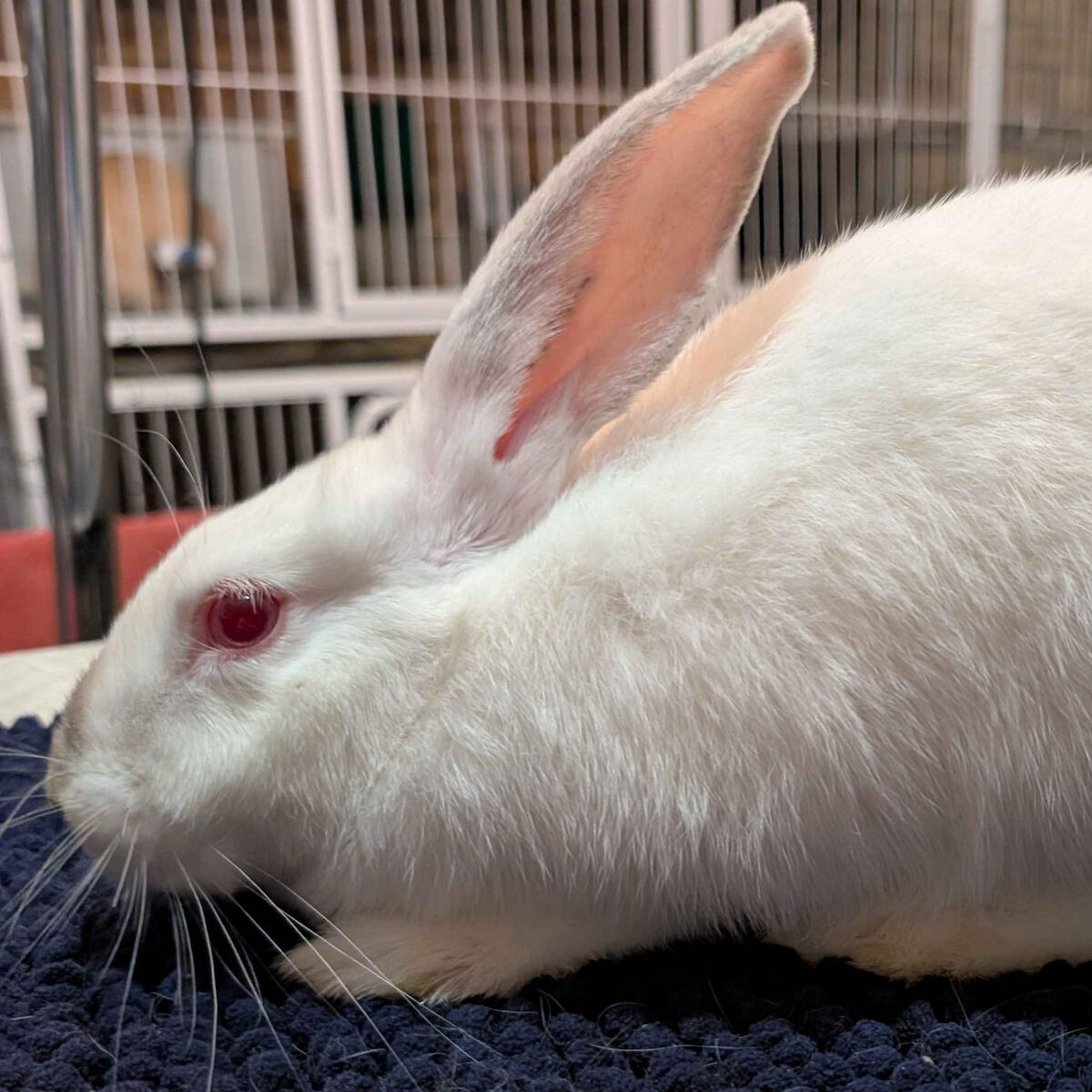 Blue - #2005\nRed-Eyed White\nNew Zealand