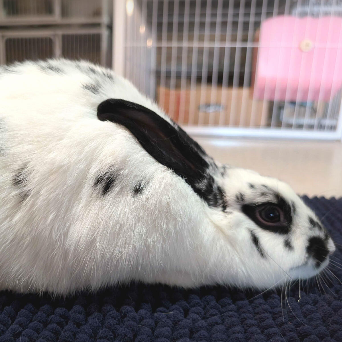 Dotti - #2003\nBroken Black\nNew Zealand