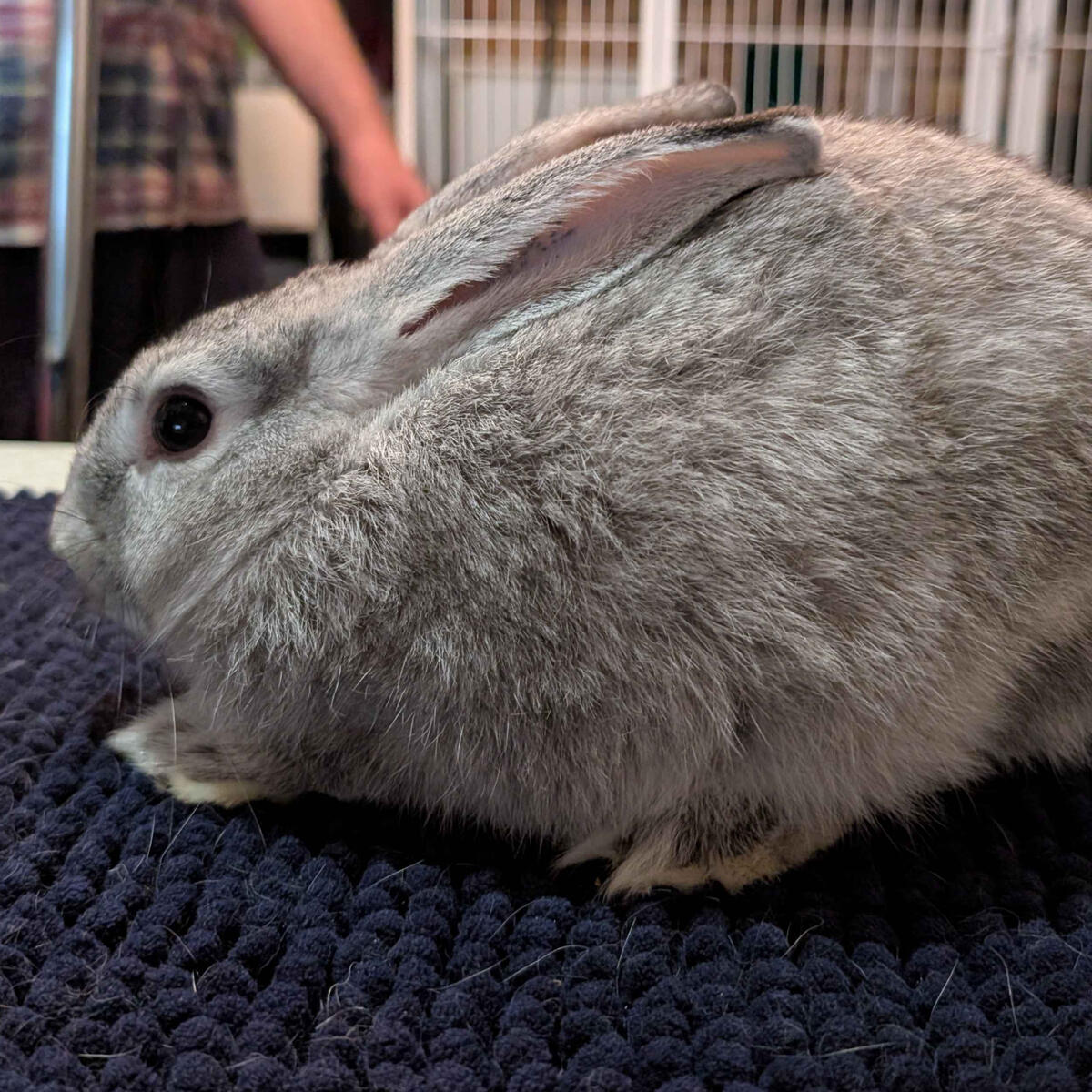 Granny - #2006\nChinchilla\nNew Zealand