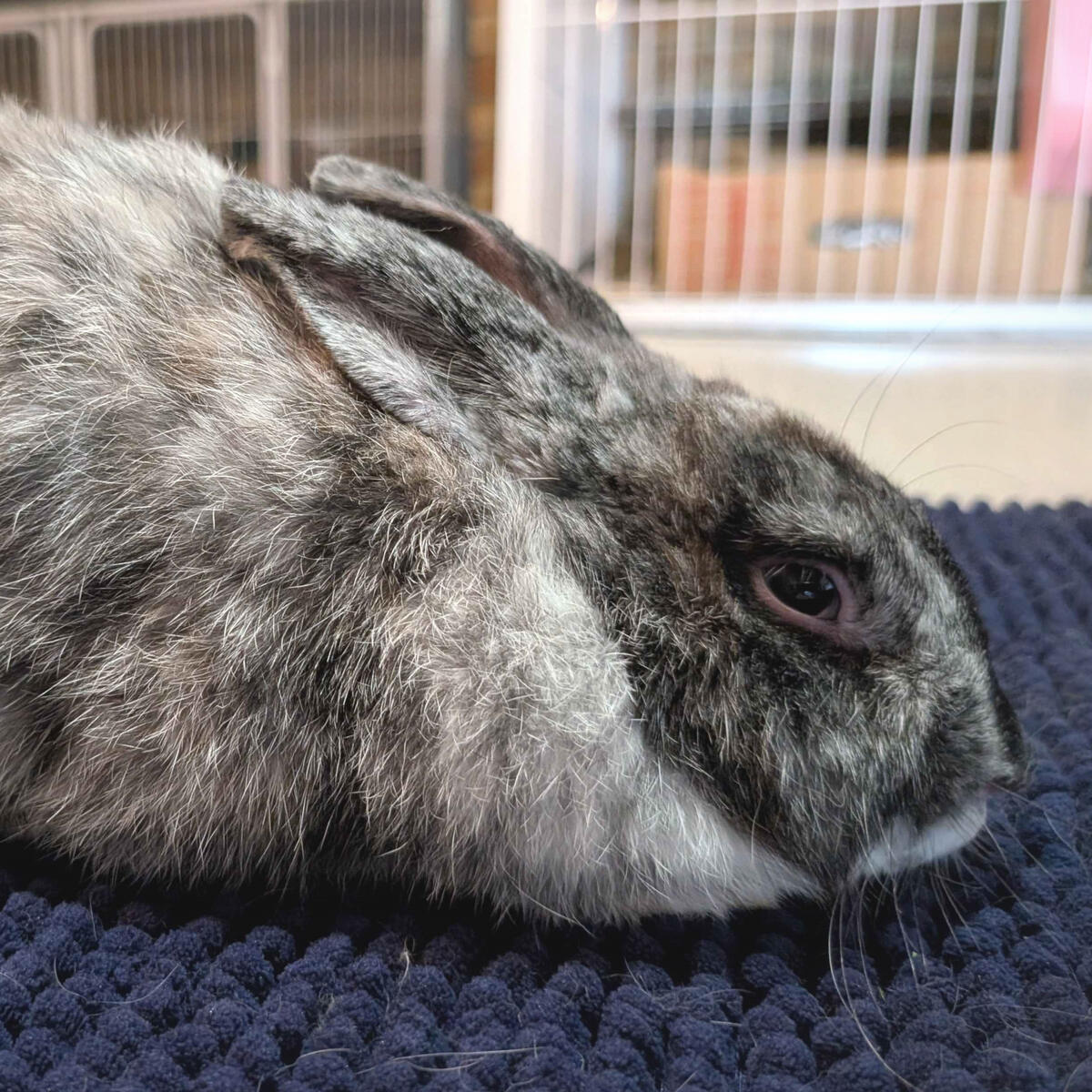 Rika - #2007\nMagpie\nNew Zealand X