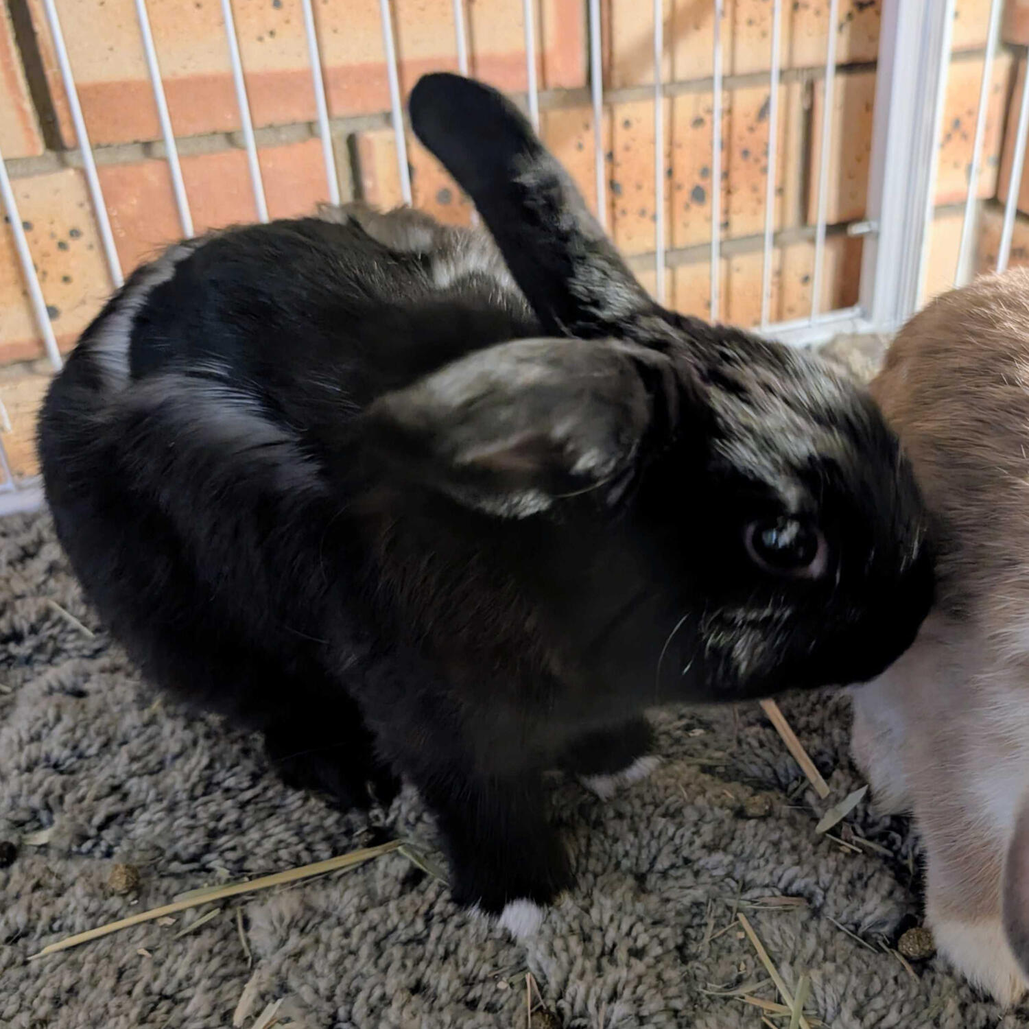 Echo\nVienna-Marked Black\nNetherland