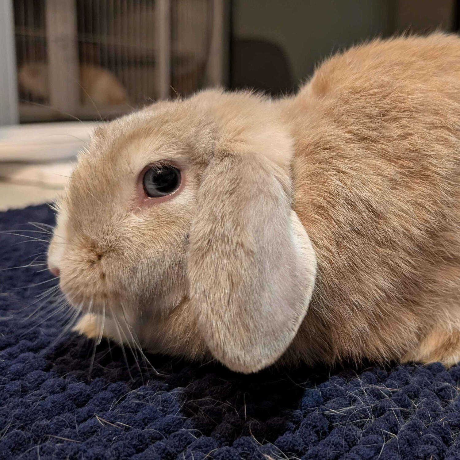 Power - #3002\nVienna Fawn\nMiniature Lop