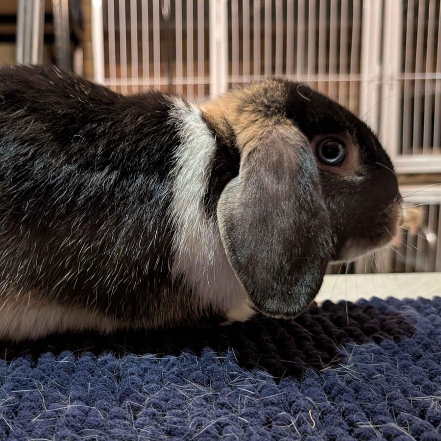 Nico - #3015\nVienna Black Otter\nMiniature Lop