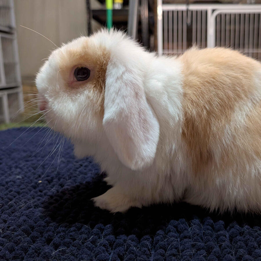 Jiji - #3019\nVienna Chocolate Torted Harlequin\nMiniature Lop