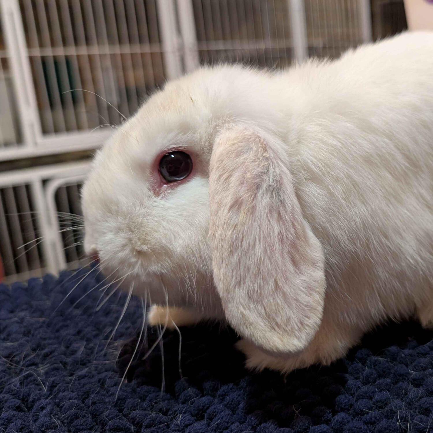 Dinner - #3012\nVienna Black Magpie\nMiniature Lop