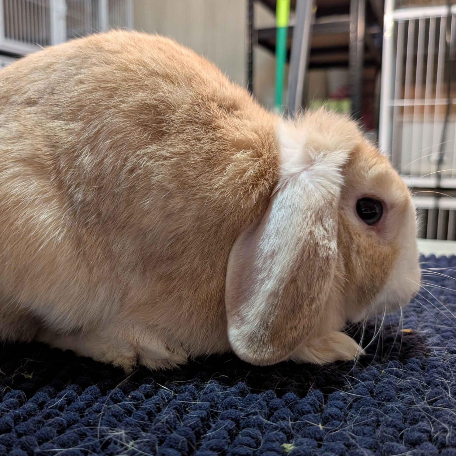 Claudia - #3001\nVienna Orange\nMiniature Lop