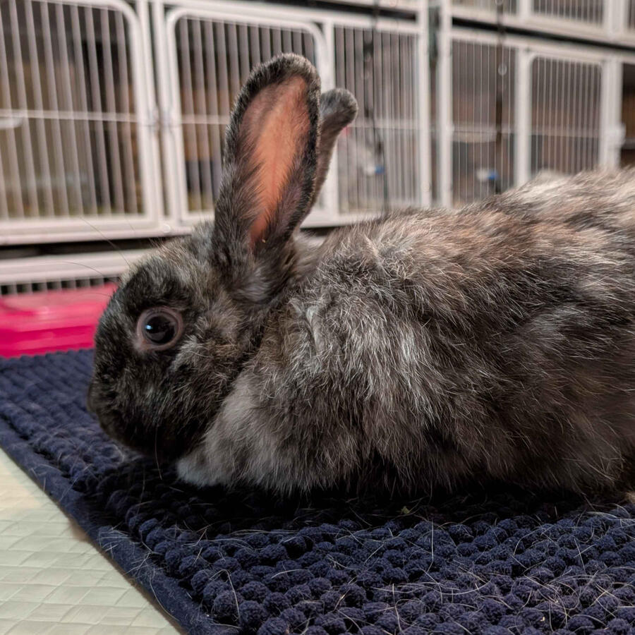 Rika - #2007\nBlack Magpie\nNew Zealand X