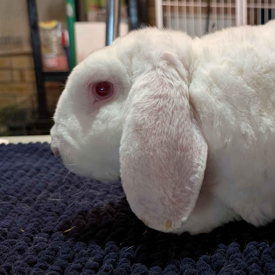 Ram - #9001\nRew-Eyed White\nVelveteen Lop