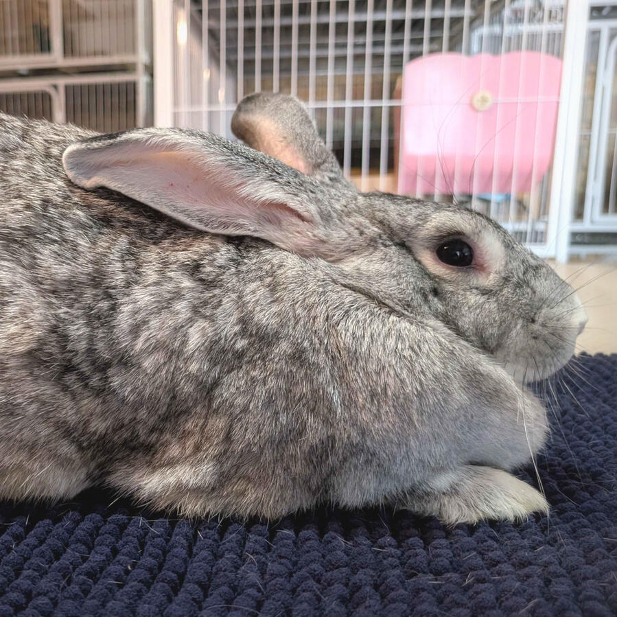 Nelluru - #7001\nChinchilla\nBritish Giant