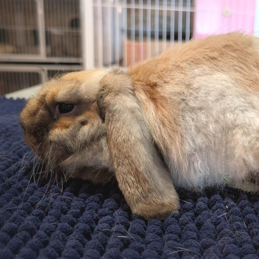 Famine - #5002\nSooty Fawn\nCashmere Lop