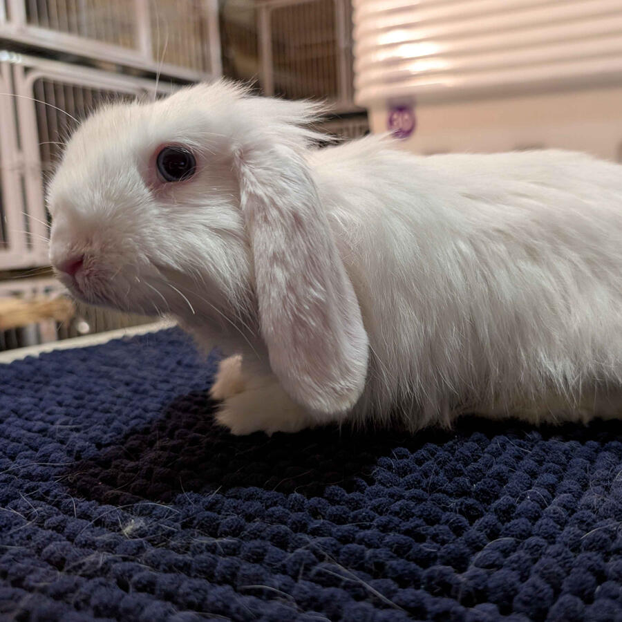 War - #5001\nBlue-Eyed White\nCashmere Lop