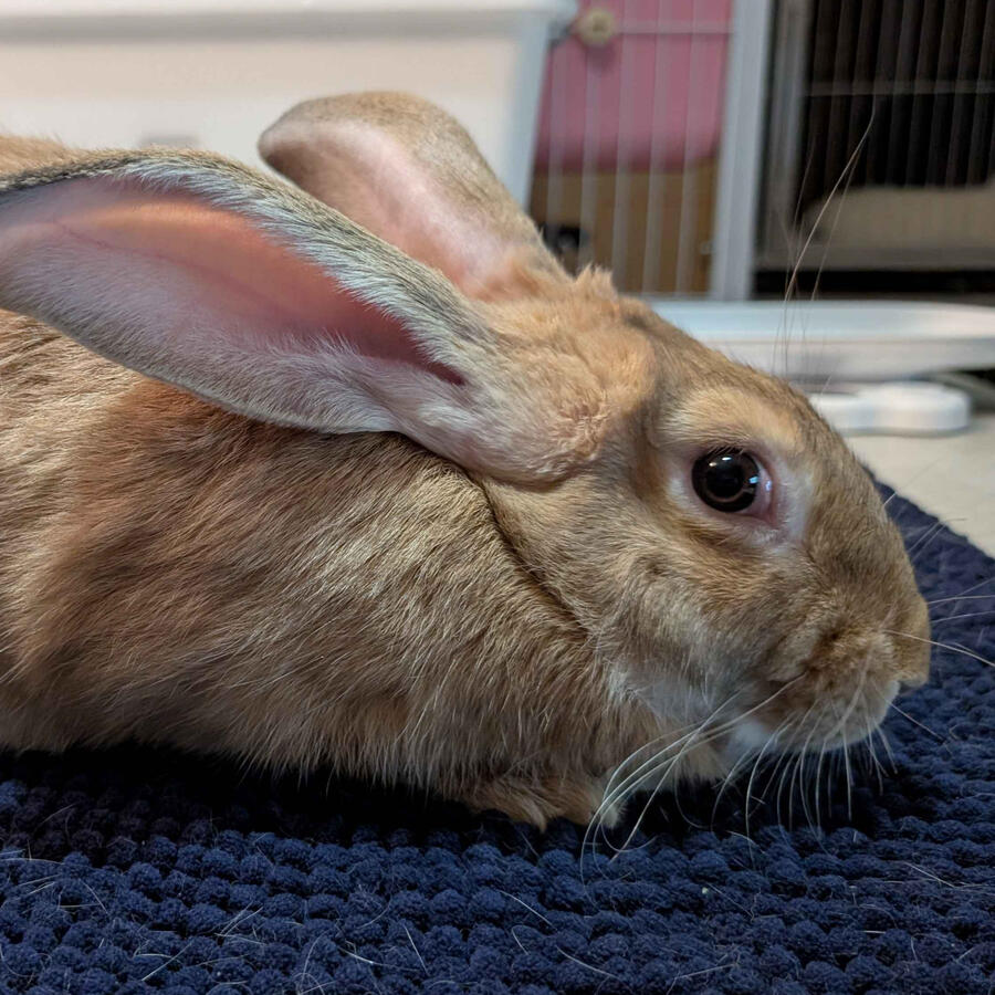 Khonsu - #7004\nOrange\nBritish Giant