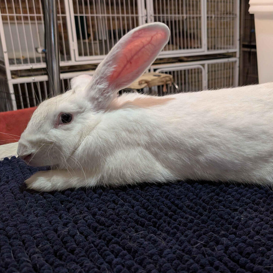 Luna - #7002\nFrost Point\nBritish Giant