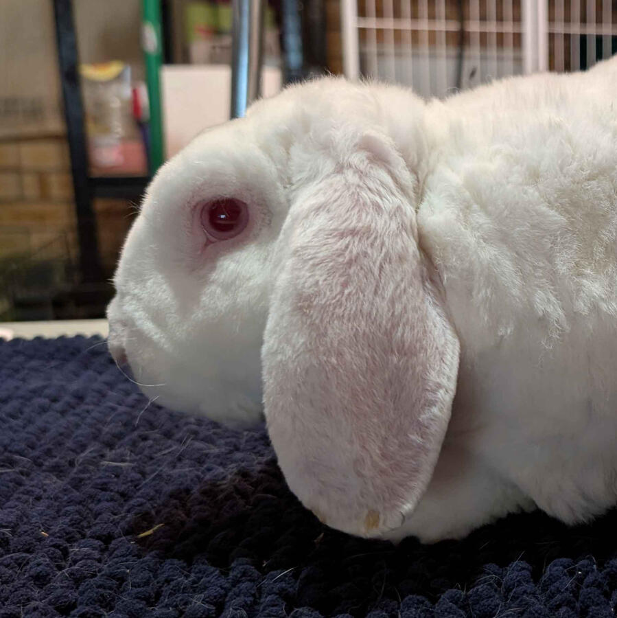 Ram - #7005\nRew-Eyed White\nVelveteen Lop