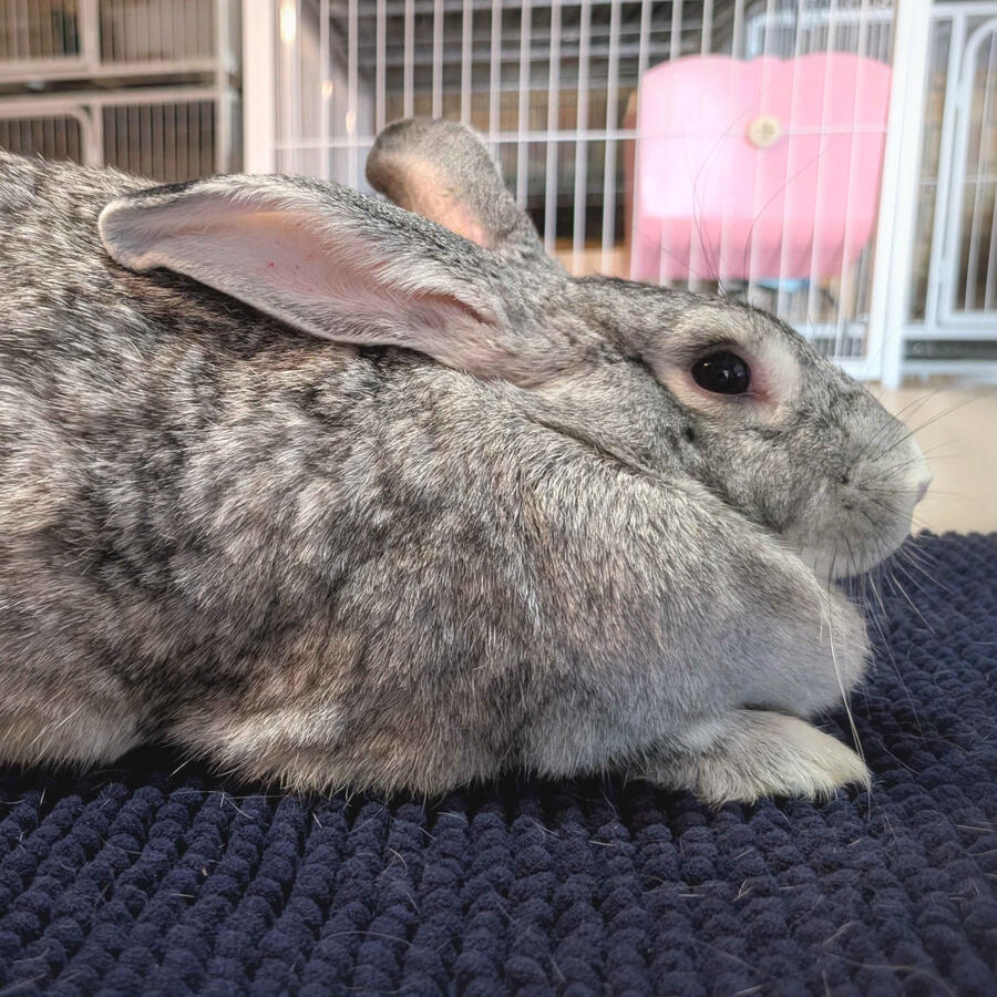 Nelluru - #7001\nChinchilla\nBritish Giant