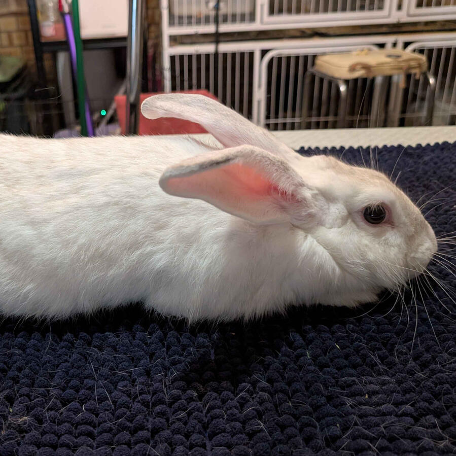 Mama Quilla - #7003\nFrost Point\nBritish Giant