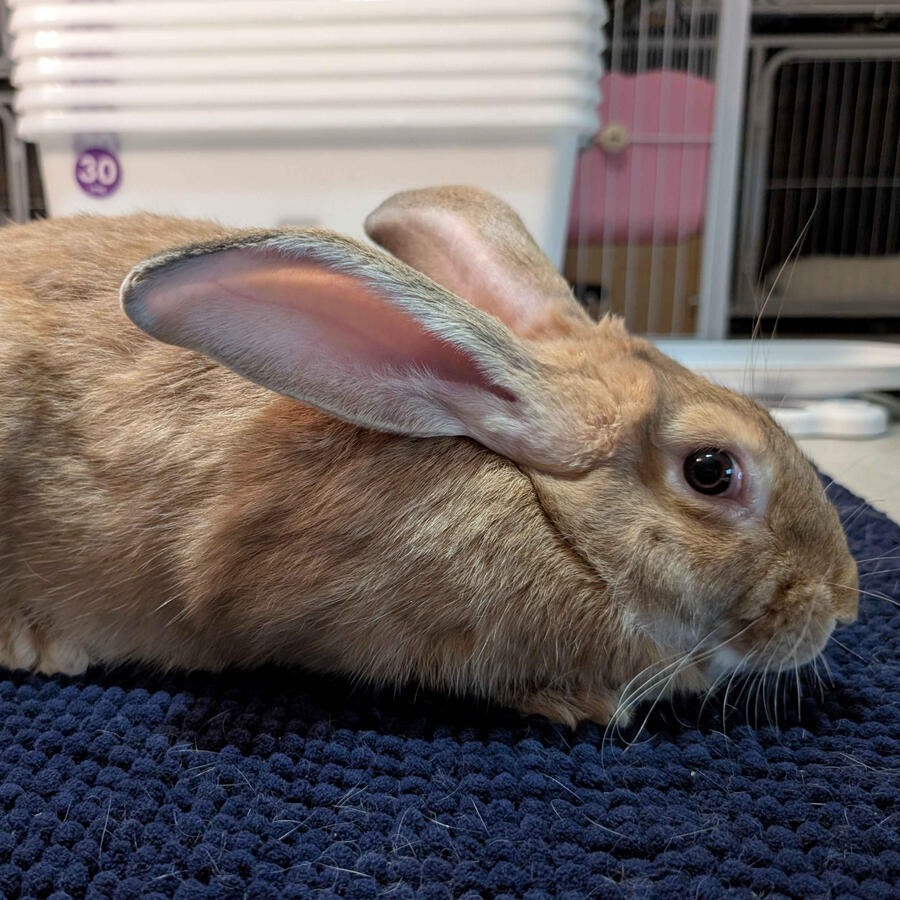 Khonsu - #7004\nOrange\nBritish Giant